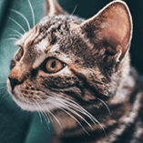 nettoyer les oreilles du chat